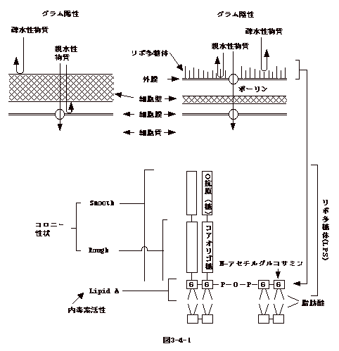 第３章 細菌の構造