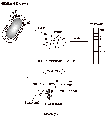 第３章 細菌の構造