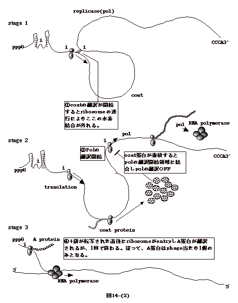 図14-(2)
